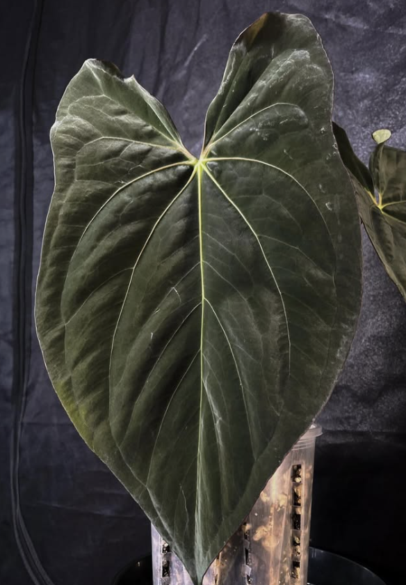 Monstera Deliciosa